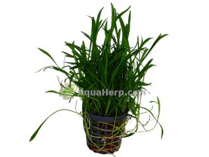 Lilaeopsis novea-zealandia