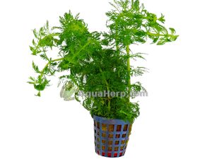 Limnophila heterophylla