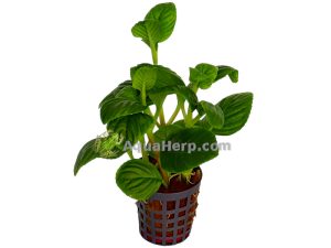 Limnophila rugosa