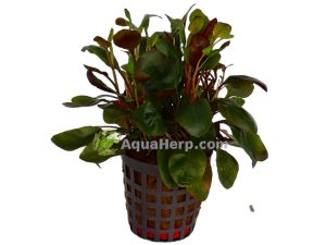 Lobelia cardinalis