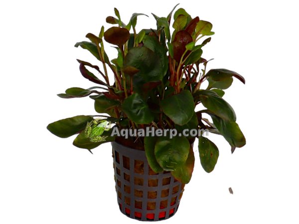 Lobelia cardinalis