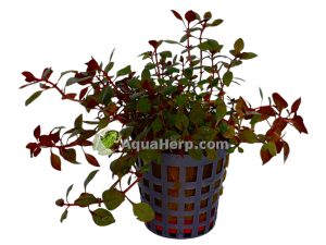 Ludwigia palustris “Mini Super Red”