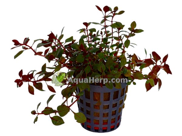 Ludwigia palustris “Mini Super Red”