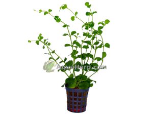 Lysimachia nummularia “Aurea”