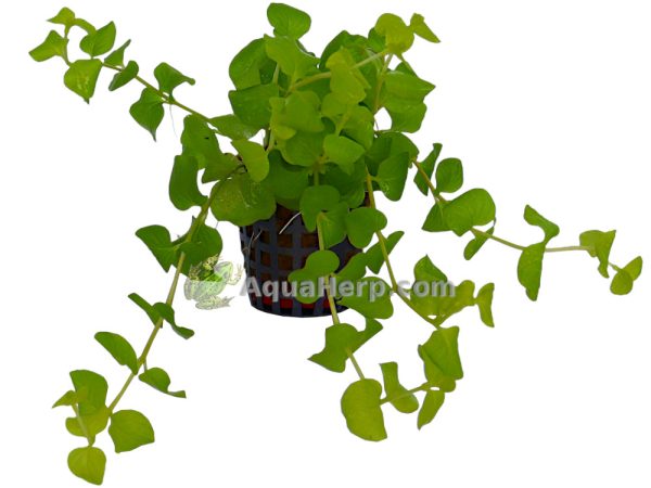 Lysimachia nummularia