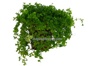 Micranthemum “Monte Carlo”