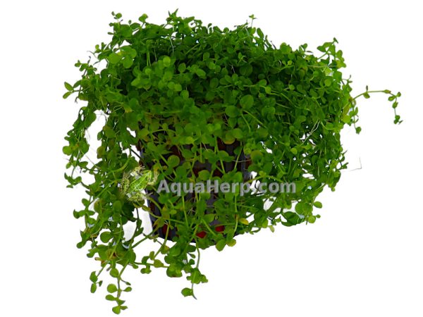 Micranthemum “Monte Carlo”