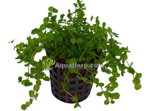 Micranthemum umbrosum