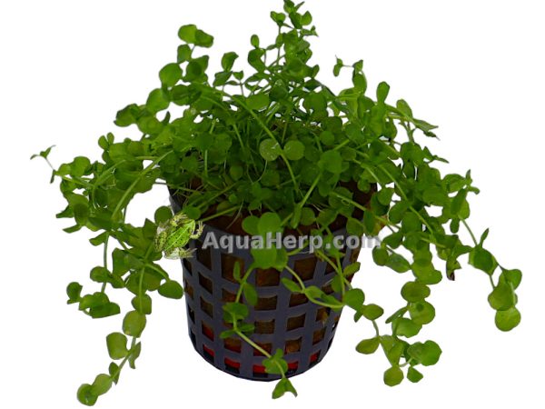 Micranthemum umbrosum