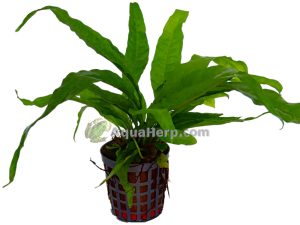 Microsorum pteropus “Greens”