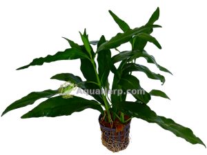 Nomaphila stricta “Fleur”