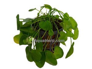Nymphoides sp. “Taiwan”