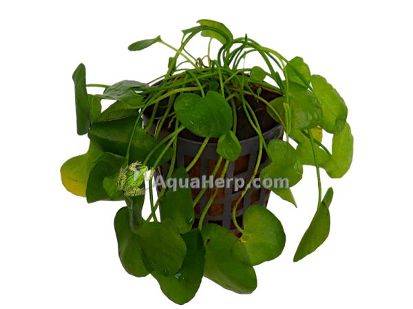 Nymphoides sp. “Taiwan”
