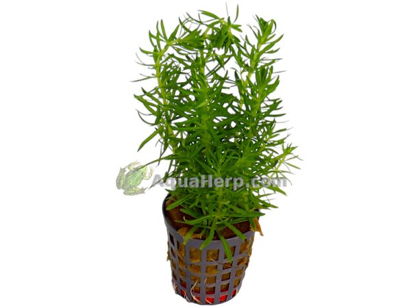 Pogostemon erectus