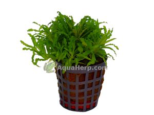Pogostemon helferi
