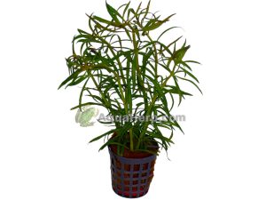 Pogostemon stellatus