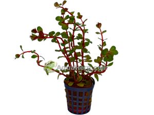 Rotala “Blood Red”