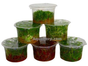 Alternanthera reineckii “Mini” (In Vitro)