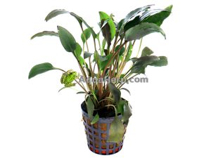 Cryptocoryne walkeri