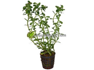 Rotala indica