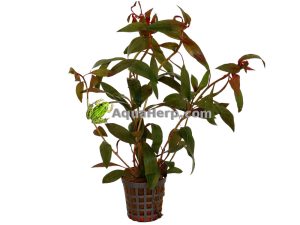 Ludwigia peruviana