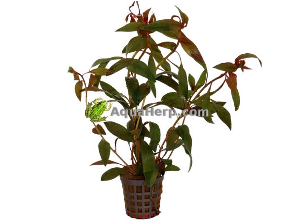 Ludwigia peruviana