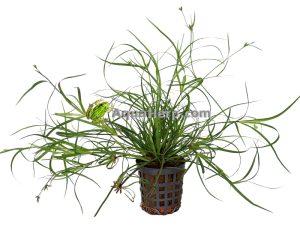 Juncus repens