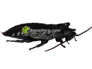 Madagaskarin torakka