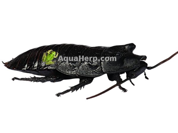 Madagaskarin torakka