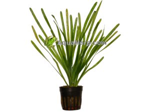 Akvaariokasvit nettikauppa vallisneria.